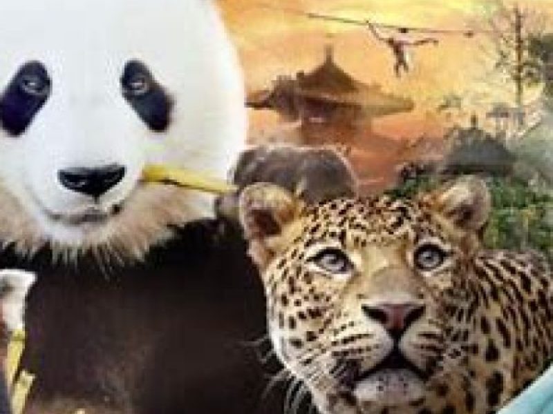 * ALL NEW * February 27 : Trip to the best zoo in Europe “The Pairi Daiza (Walled Garden)”