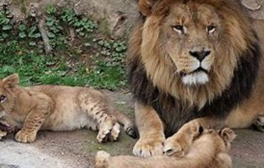 * ALL NEW * February 27 : Trip to the best zoo in Europe “The Pairi Daiza (Walled Garden)”