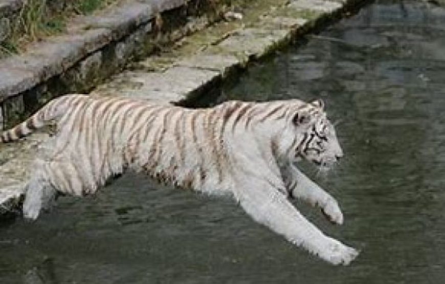 * ALL NEW * February 27 : Trip to the best zoo in Europe “The Pairi Daiza (Walled Garden)”